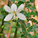 Imagem de Bauhinia natalensis Hook.