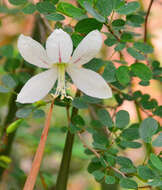 Image of Natal Bauhinia