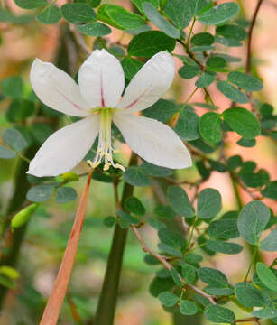 Image of Natal Bauhinia