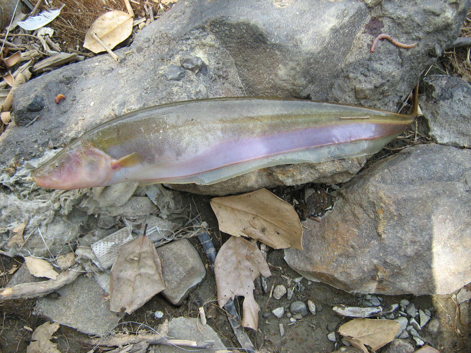 Image of Sternopygus aequilabiatus (Humboldt 1805)