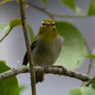 Image of Zosterops simplex erwini Chasen 1935