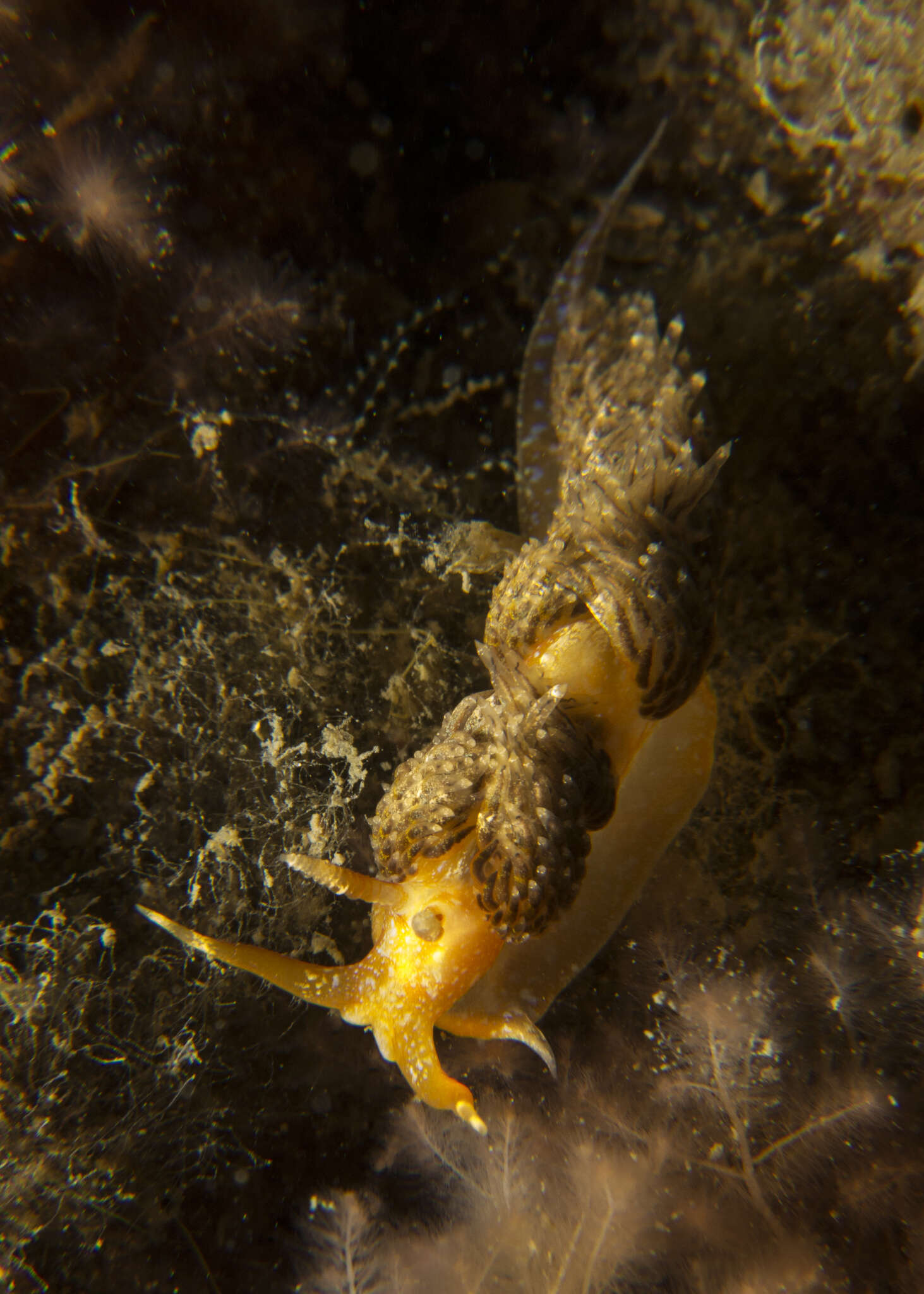 Image of Austraeolis ornata (Angas 1864)