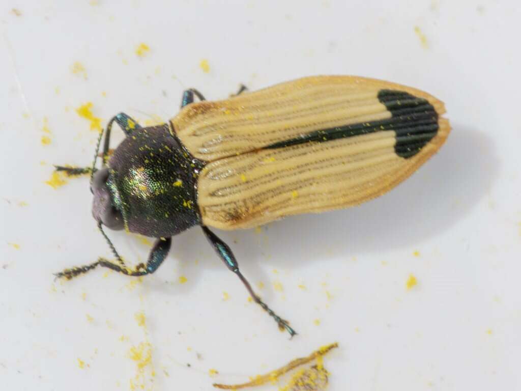 Image of Castiarina fossoria (Carter 1927)