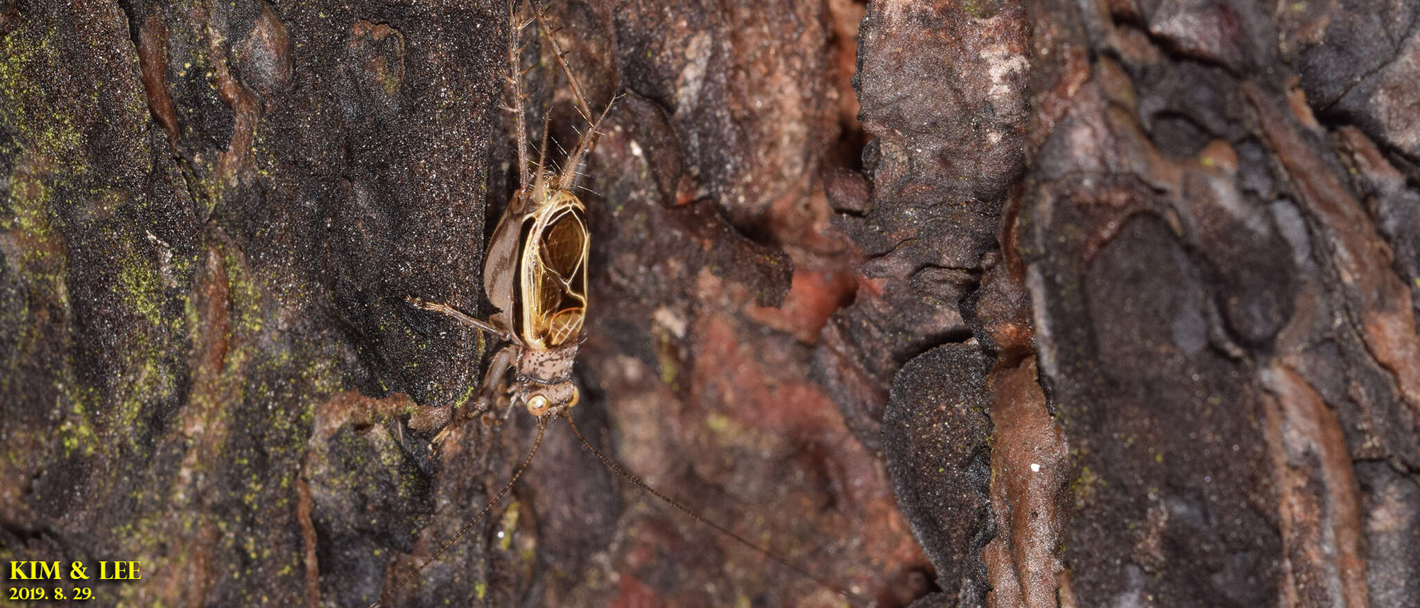 Image of Svistella bifasciata (Shiraki 1911)