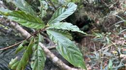 Strobilanthes longespicatus Hayata resmi