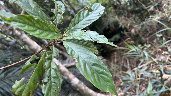 Strobilanthes longespicatus Hayata resmi