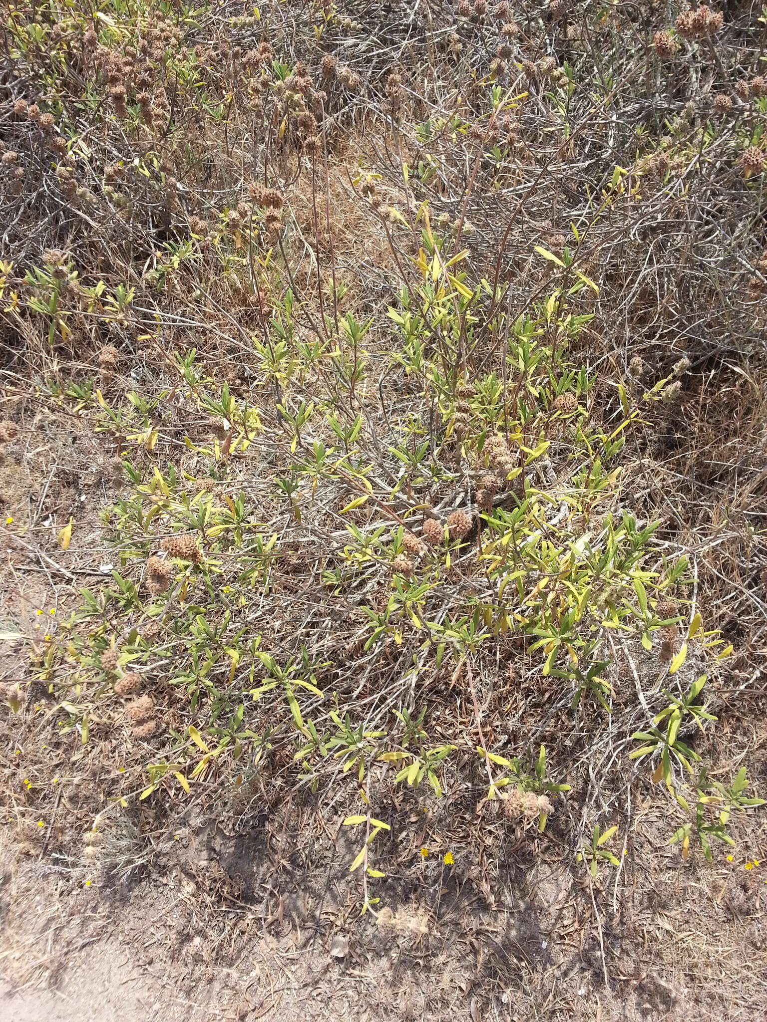 Image of black sage