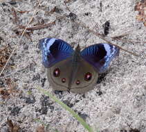 Image of Junonia artaxia Hewitson 1864