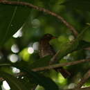 Image of Forest Thrush