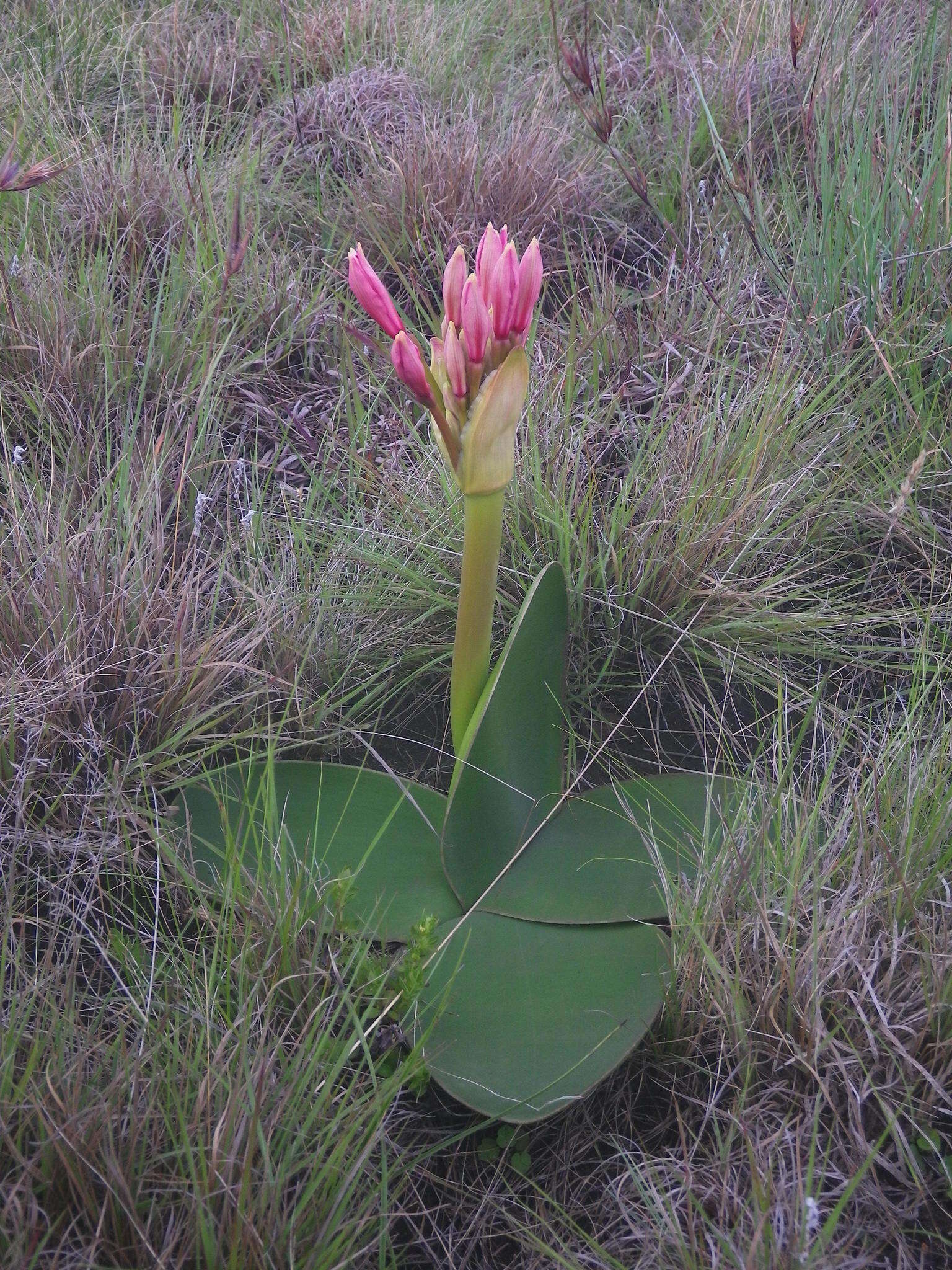 Image of Brunsvigia radulosa Herb.