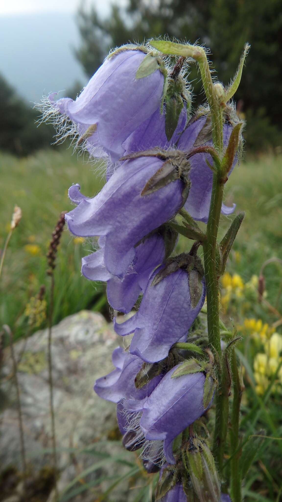 Image of Bearded Bellflower