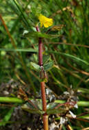 Image of James' monkeyflower