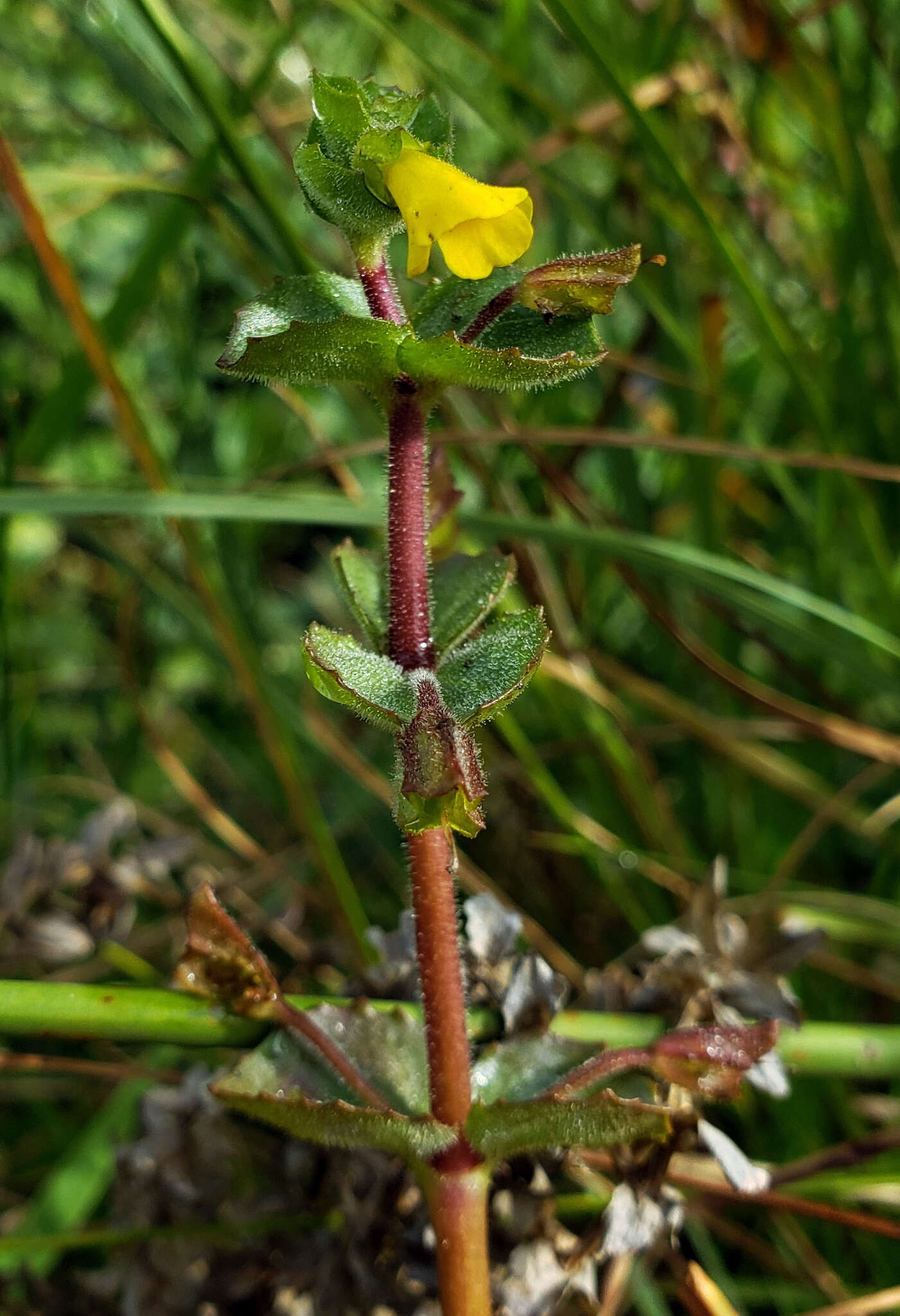 Plancia ëd Erythranthe geyeri (Torr.) G. L. Nesom