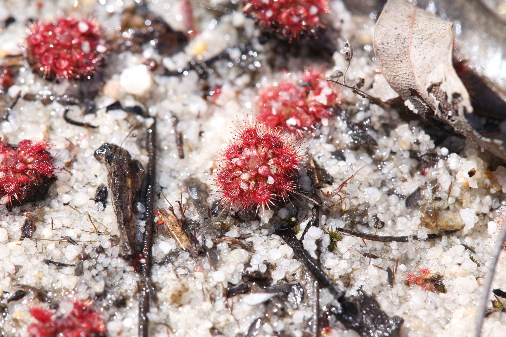 صورة Drosera nitidula Planch.