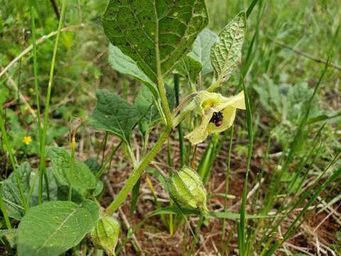 Image de Physalis orizabae Dun.