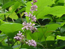 صورة Syringa villosa subsp. wolfii (C. K. Schneid.) Jin Y. Chen & D. Y. Hong