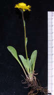 Image of alpine yellow fleabane