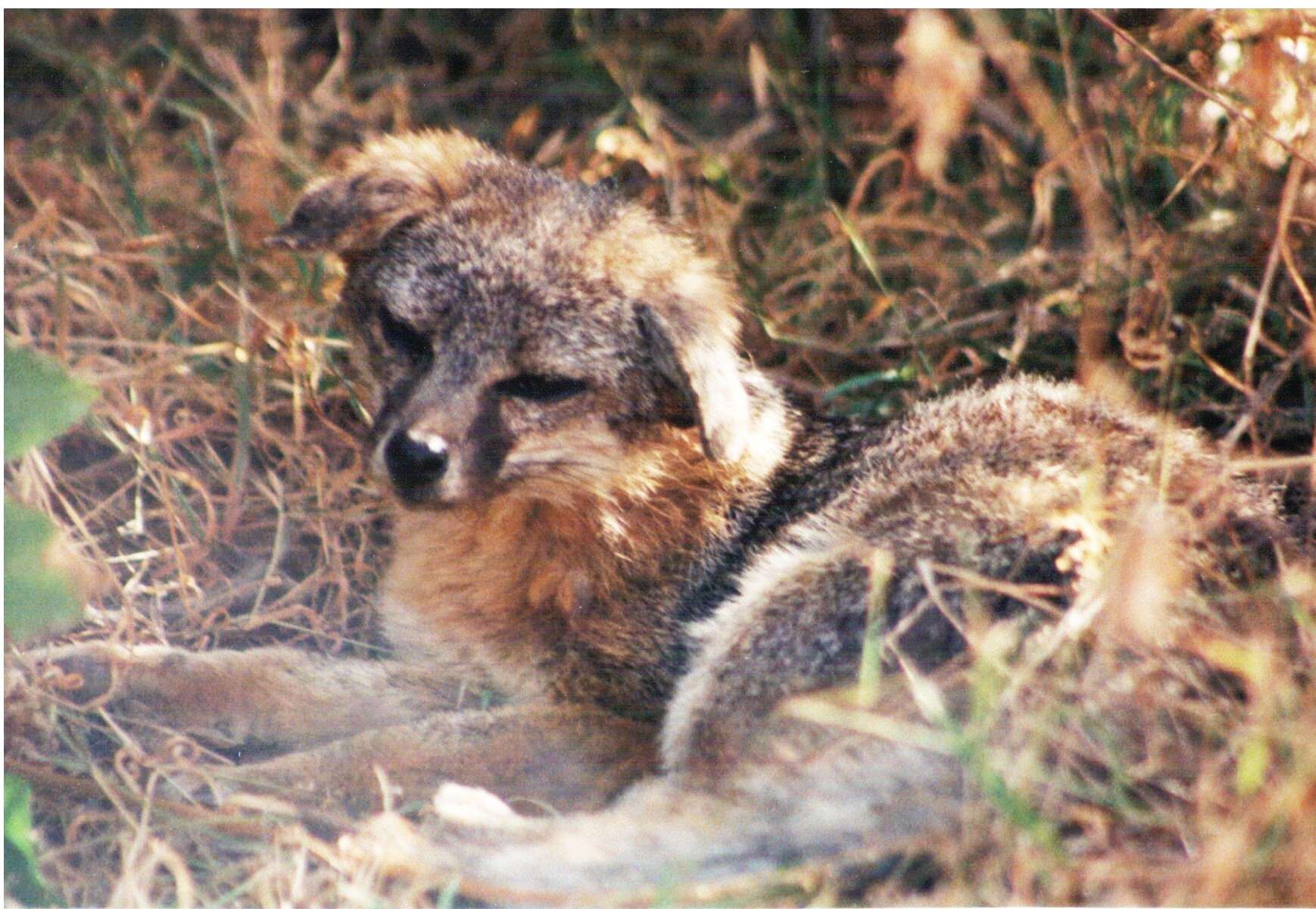 Image of Santa Catalina Island Fox