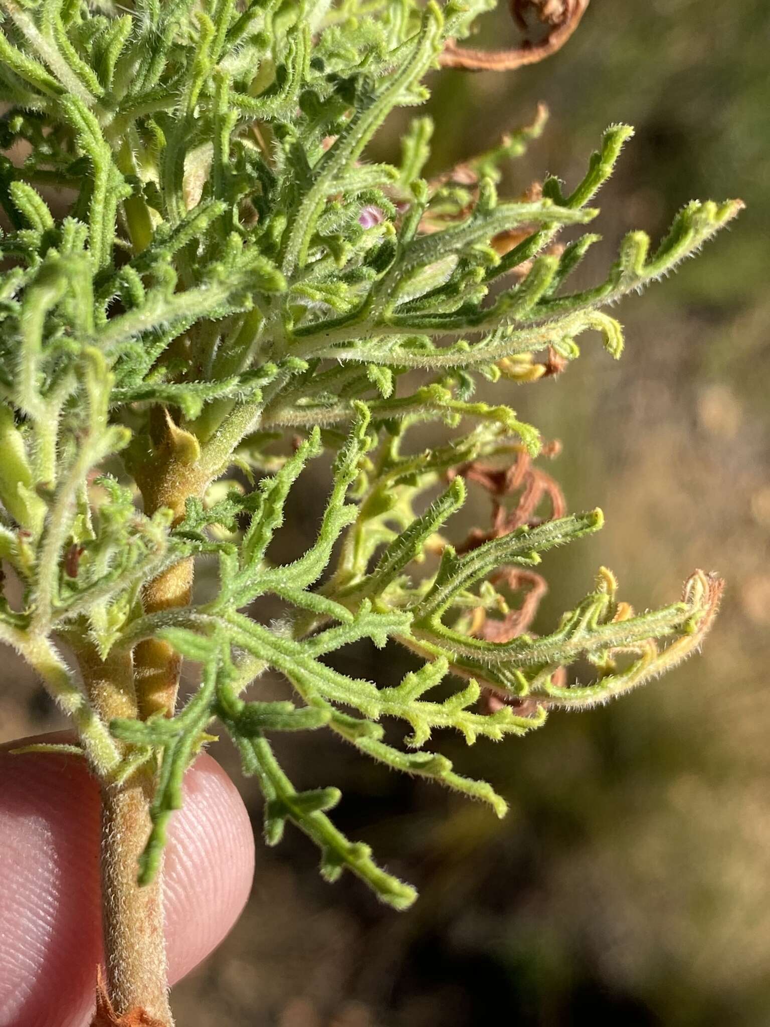 Image of rasp-leaf pelargonium