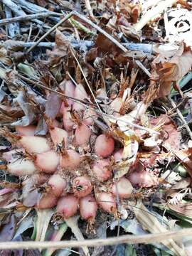 Sivun Bromelia karatas L. kuva