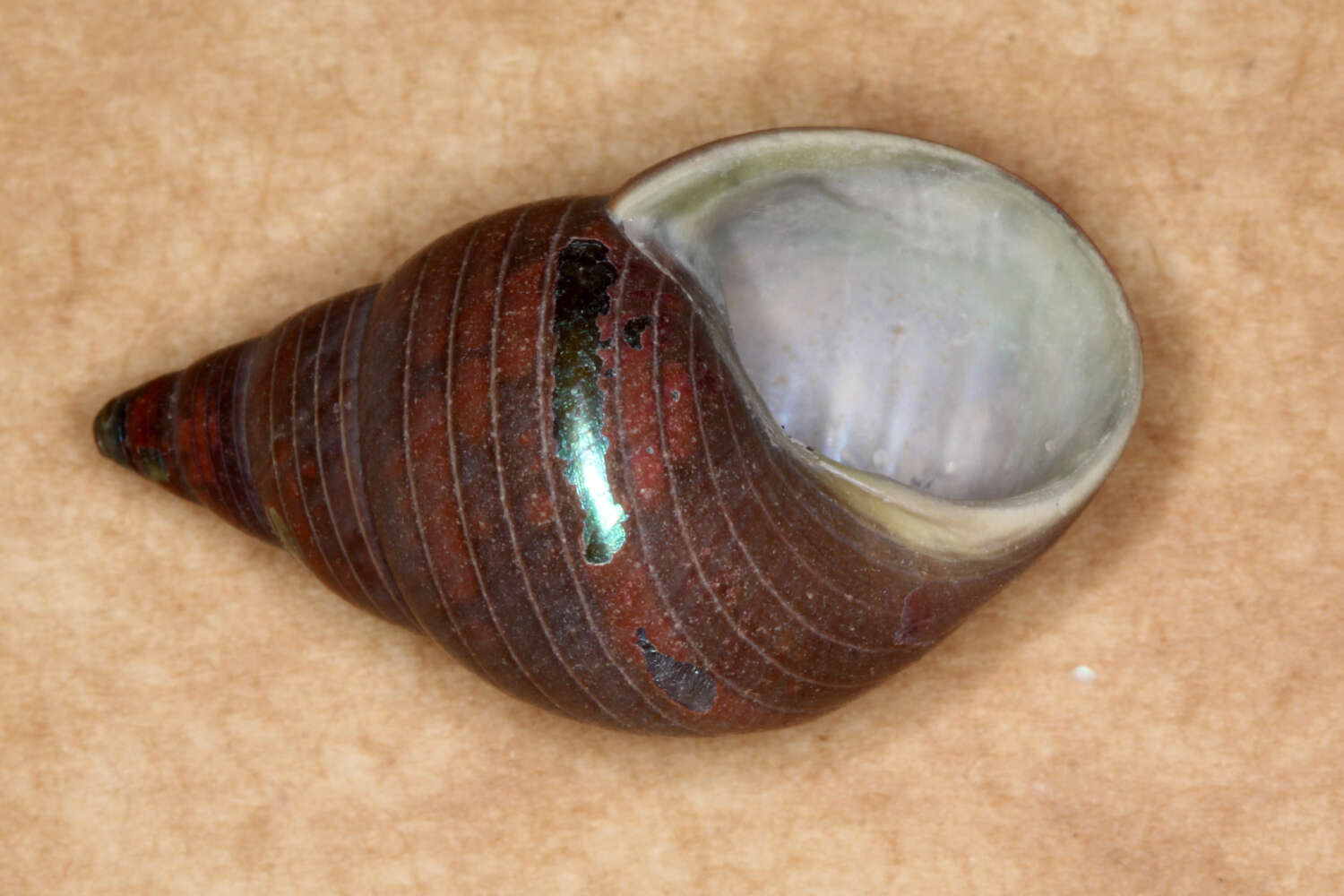 Слика од Phasianotrochus eximius (Perry 1811)