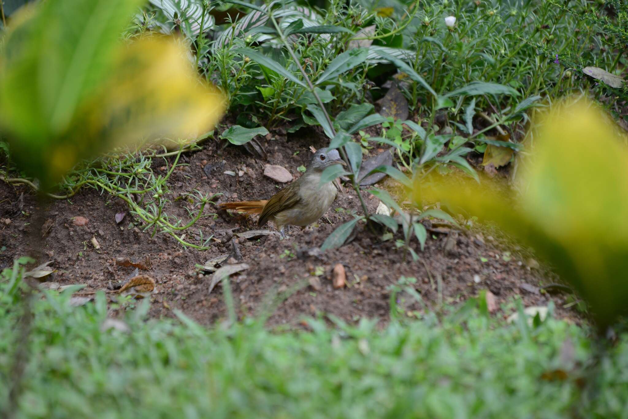 Image of Red-tailed Leaflove