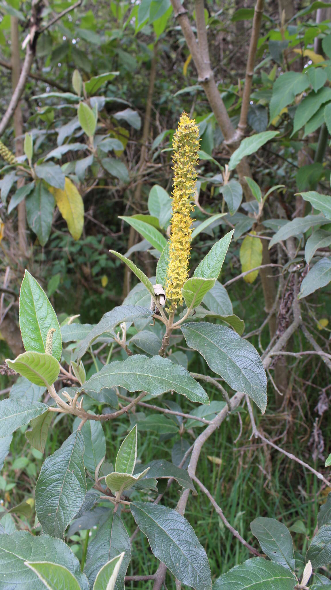 Image of Abatia parviflora Ruiz & Pav.