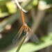 Image of Russet Dropwing