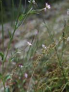 Image of Epilobium collinum C. C. Gmel.