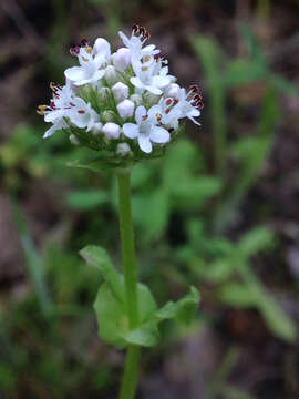 Image of <i>Plectritis macrocera</i>