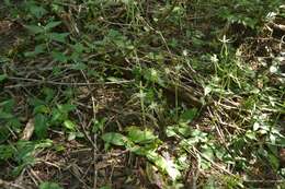 Bonatea polypodantha (Rchb. fil.) L. Bolus resmi