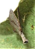 Goniocalpe heteromorpha Hampson 1920 resmi