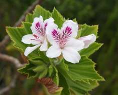 Слика од Pelargonium cucullatum subsp. cucullatum