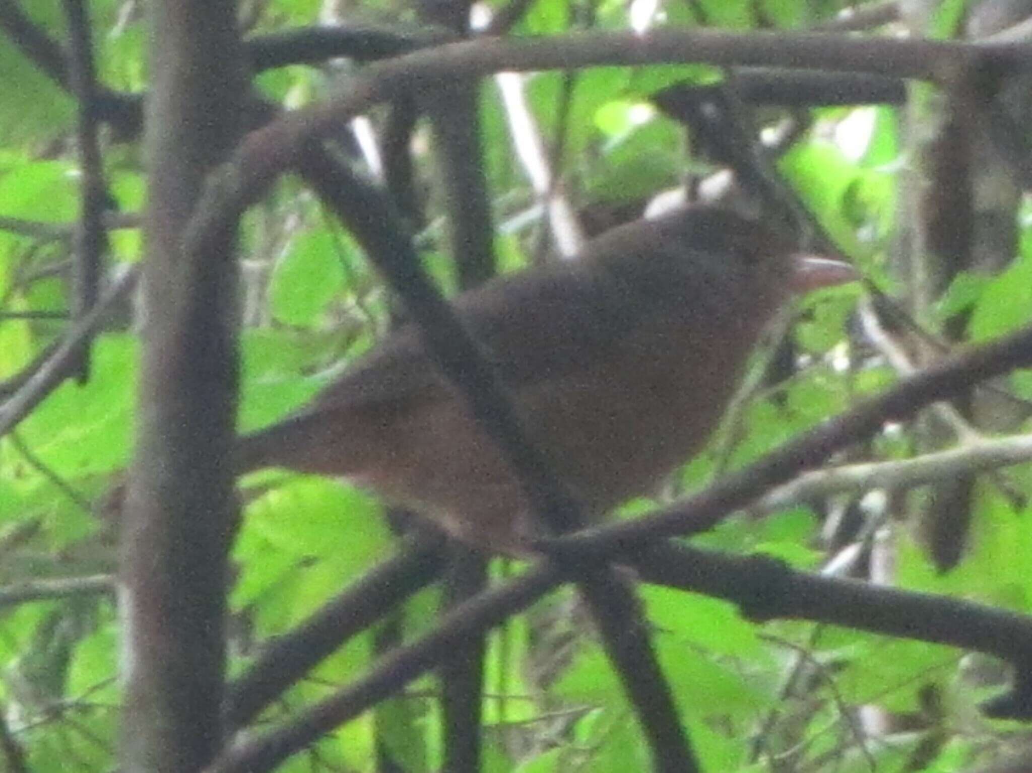 Sivun Colluricincla rufogaster griseata (Gray & GR 1858) kuva