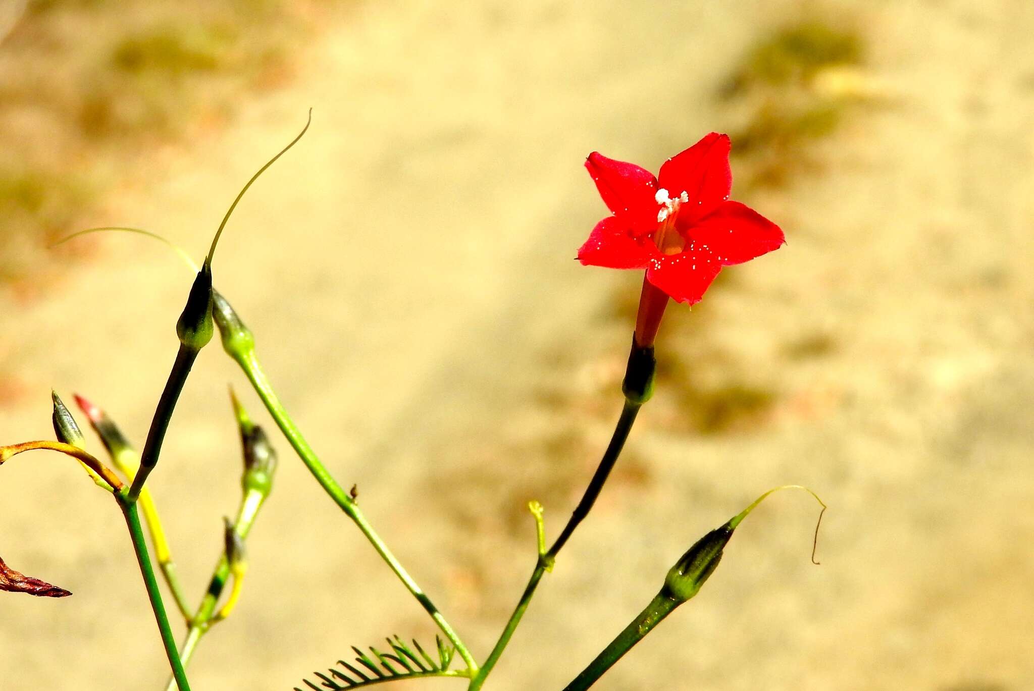 Image of Cypress Vine