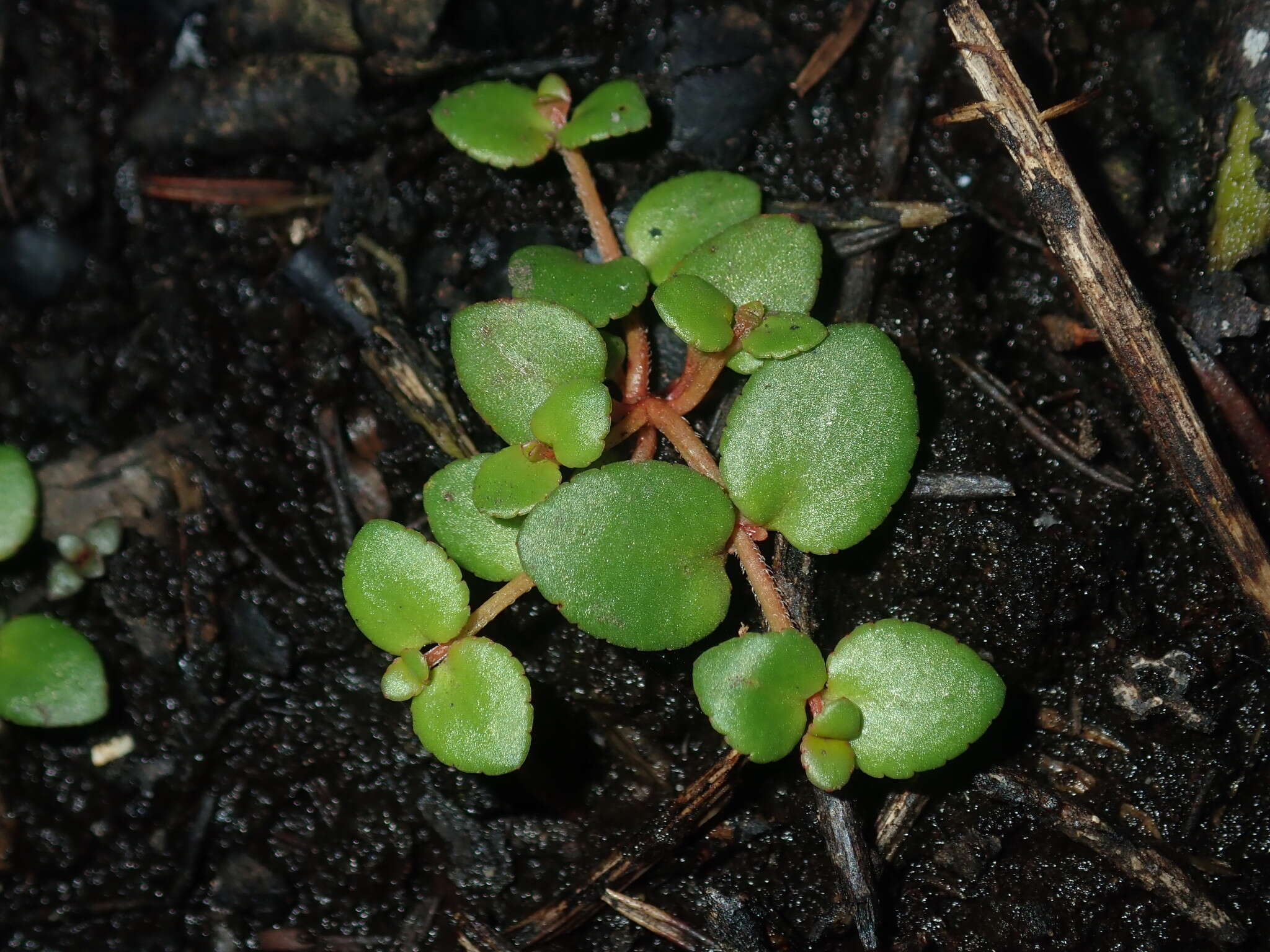 Image of Gonocarpus micranthus subsp. micranthus