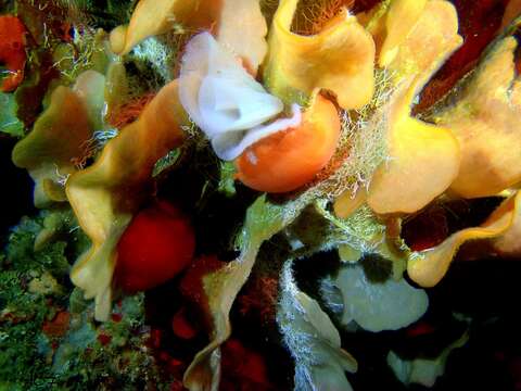 Image of peach seaslug