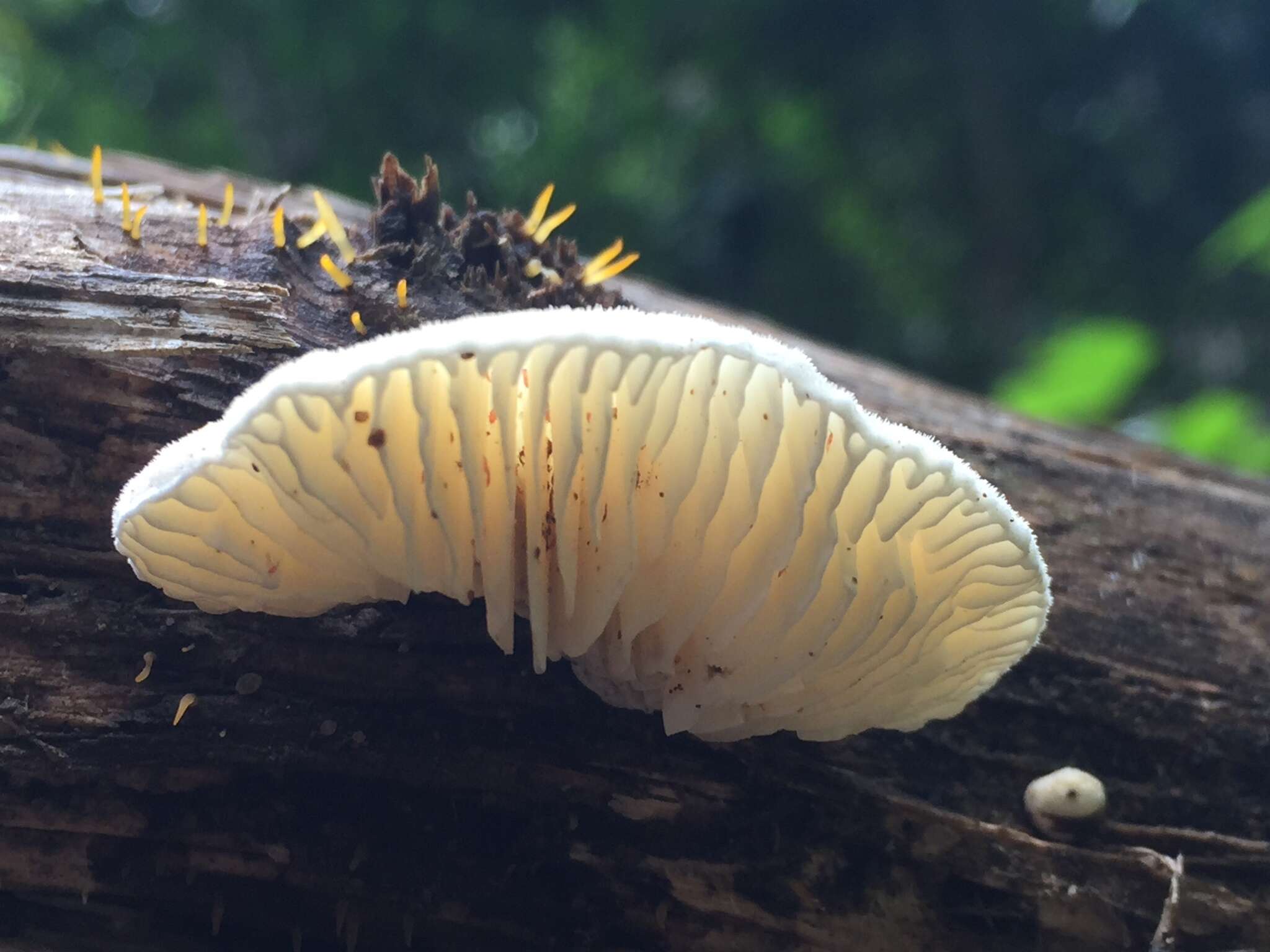 Image of Trametes vespacea (Pers.) Zmitr., Wasser & Ezhov 2012