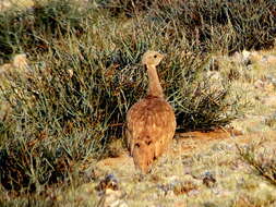 Image of Eupodotis vigorsii namaqua (Roberts 1932)