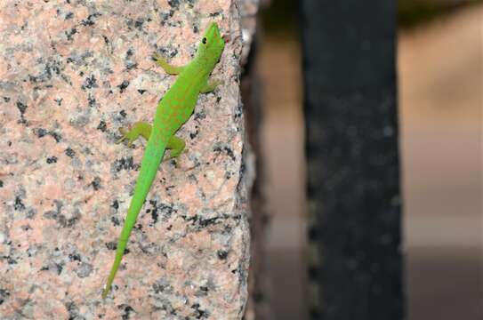 Imagem de Phelsuma astriata semicarinata Cheke 1982