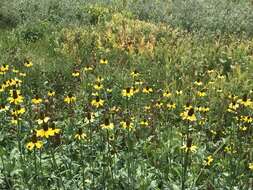 Rudbeckia californica A. Gray的圖片