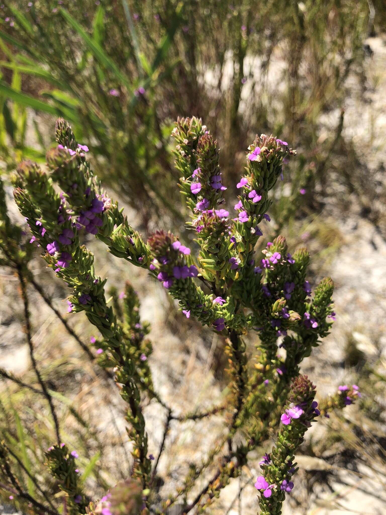 Image of Muraltia mitior (Berg.) Levyns ex Fourc.