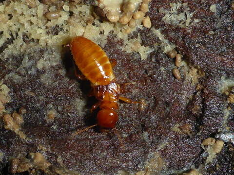 Image of Pacific Dampwood Termite