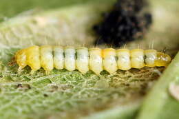 Image of Phyllonorycter cerasicolella (Herrich-Schäffer 1855)