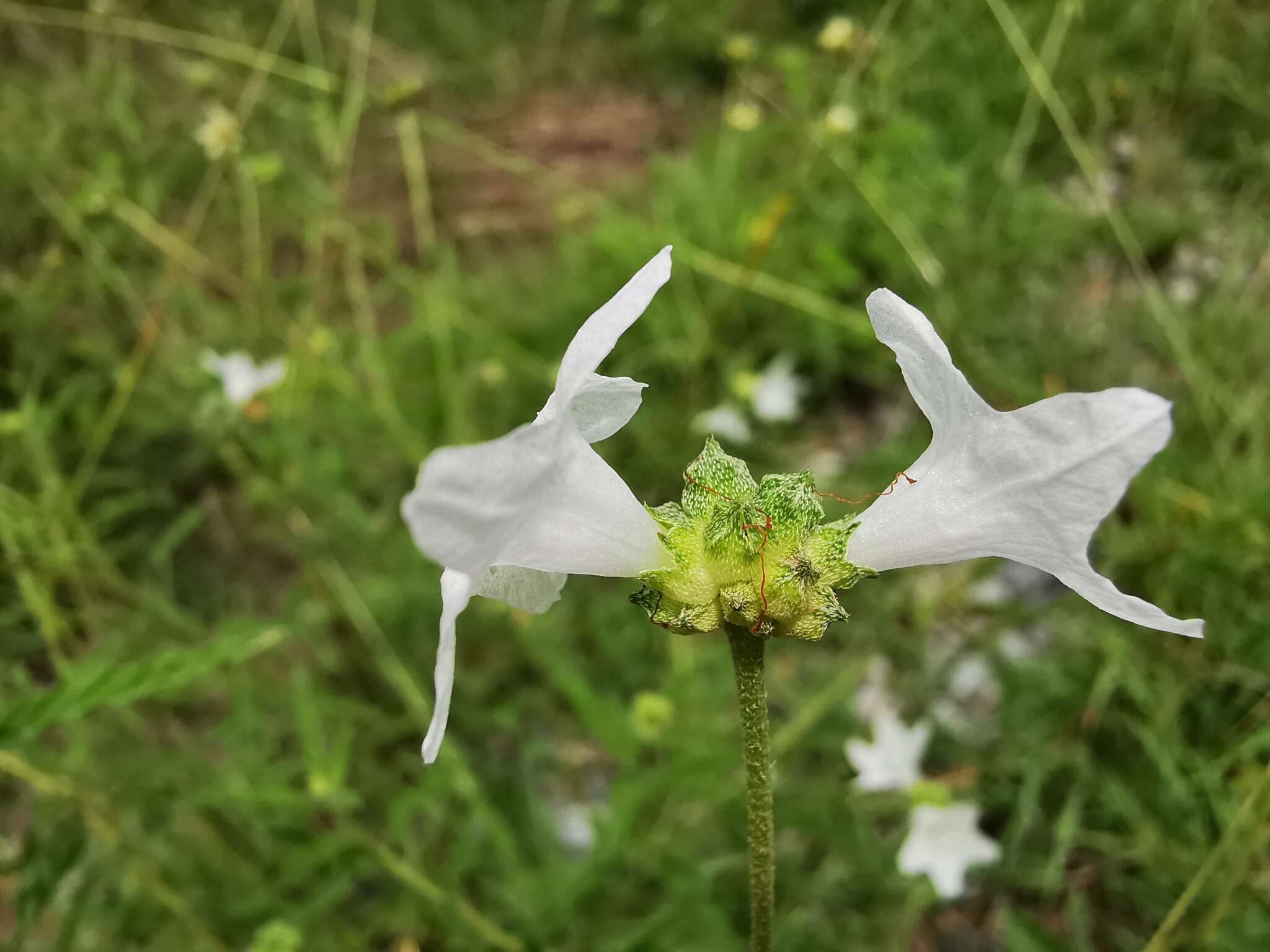 Image of Texas manjack