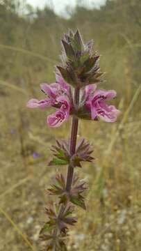 Imagem de Stachys grandidentata Lindl.