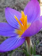 Image of various-coloured crocus
