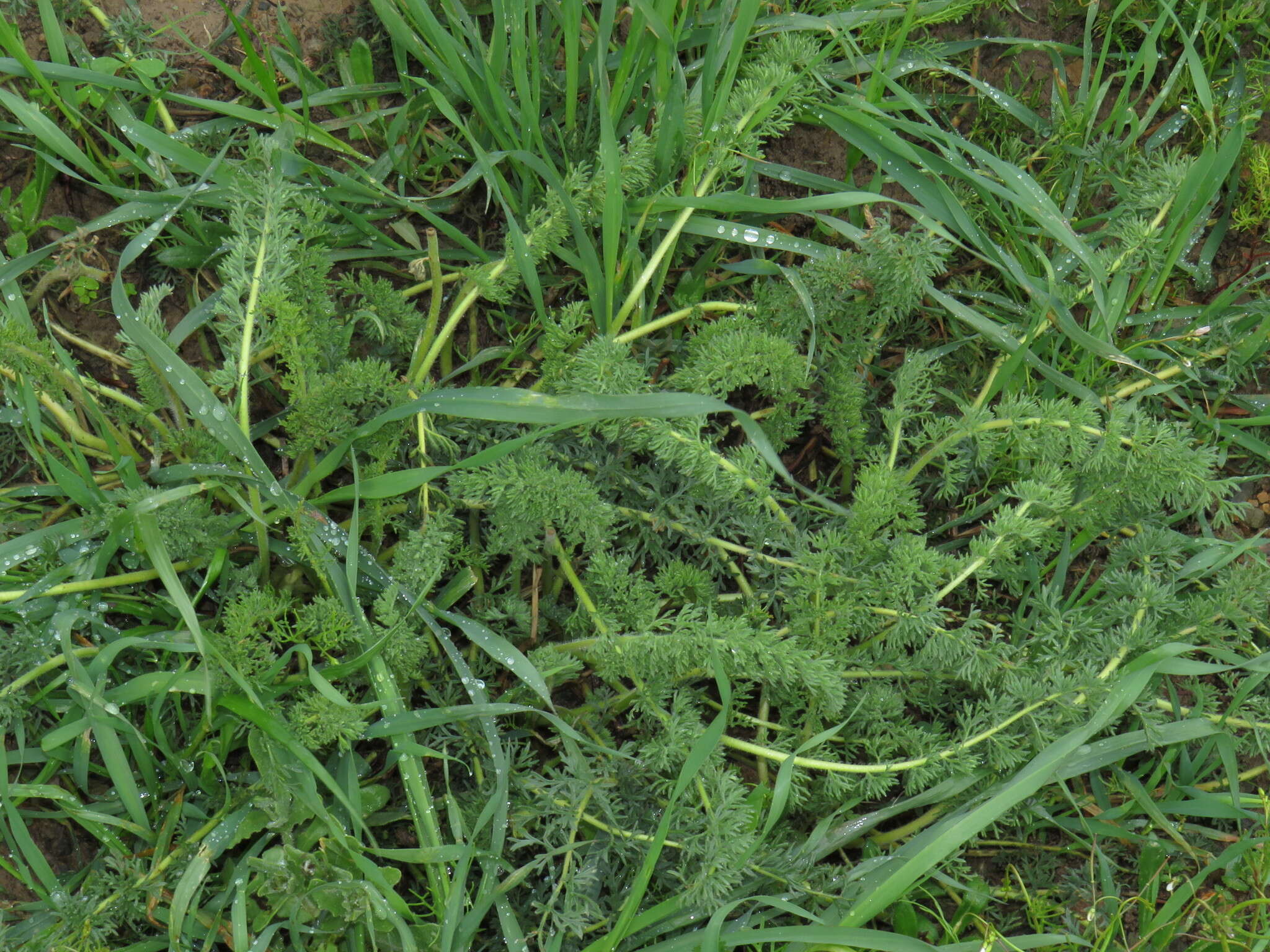 Image of Pelargonium rapaceum (L.) L'Her. ex Jacq.