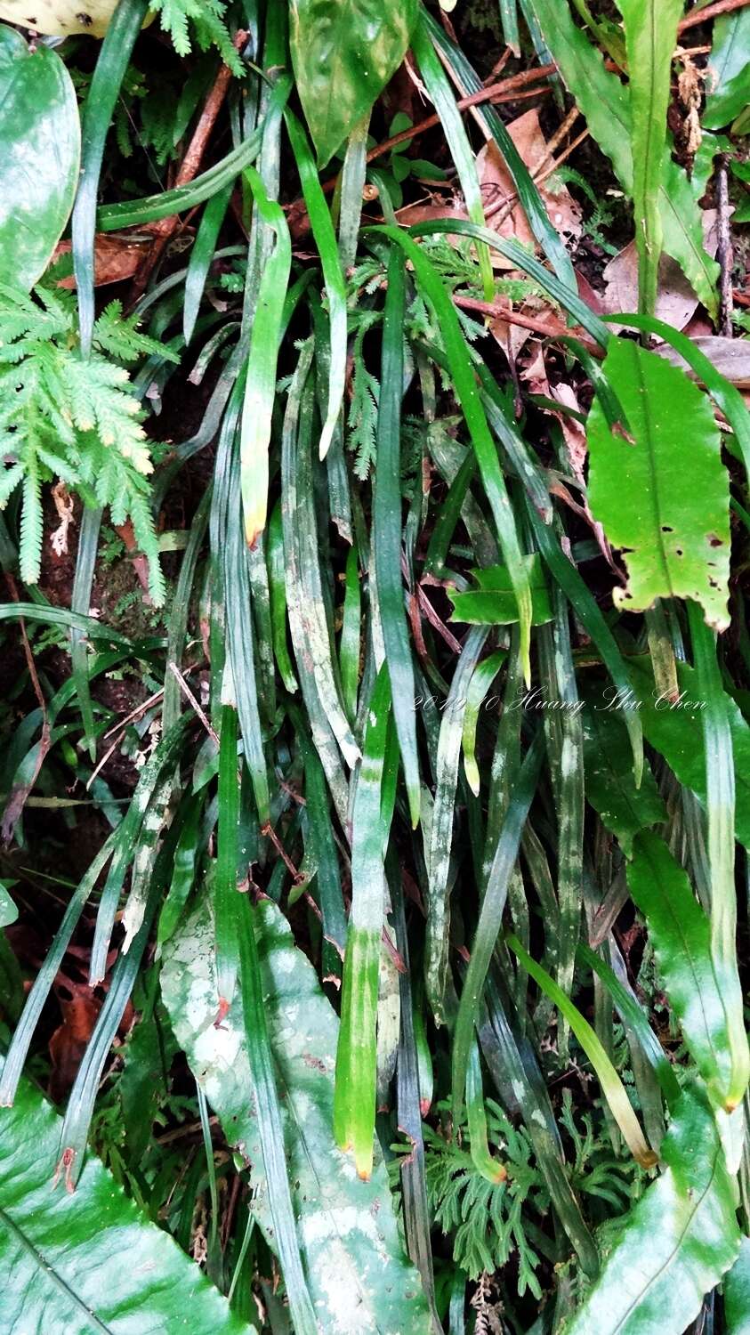 Image of Haplopteris anguste-elongata (Hayata) E. H. Crane