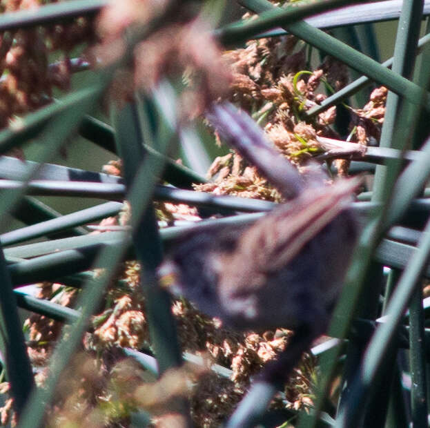 Image of Marsh Wren